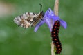 Caterpillar macro in green nature Royalty Free Stock Photo